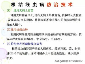 超全版 番茄病虫害图解及防治方法